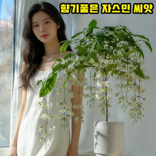 [재배방법 포함] 향기좋은 자스민 나무 씨앗 늘어지는자스민 꽃나무 꽃이 늘어지는 쟈스민 꽃나무 화분 향기로운 행잉 자스민 씨앗, 50개