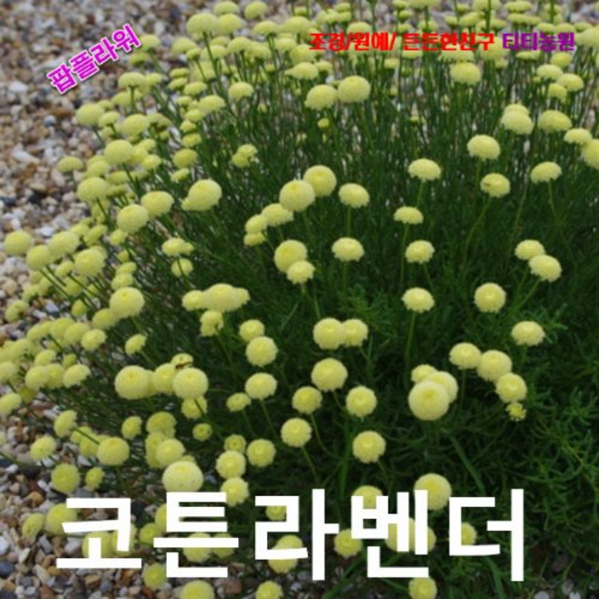 씨앗나라 코튼라벤더(산토리나)-그린씨앗 25립, 1개