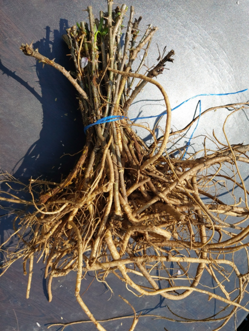 도시나무꾼 가시 엄나무 음나무 개두릅 묘목 50개, 1개