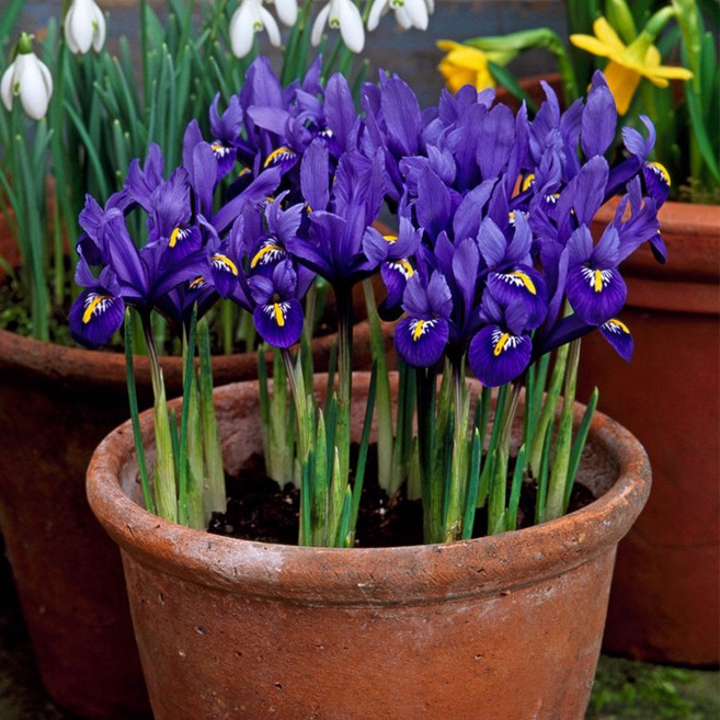 꽃모종 아이리스 9cm분, 1개