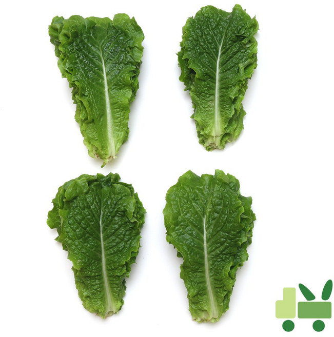 사라상회 청상추 4Kg, 1개