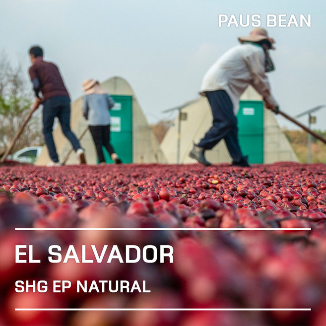 생두대빵 엘살바도르 SHG EP 내추럴 생두, 1개, 1kg