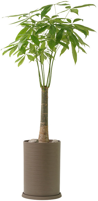 대형식물 화분 개업 실내공기정화식물 금전수 극락조 여인초 아레카야자 몬스테라, 1개