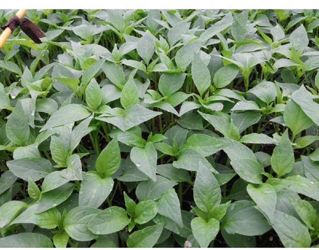 칼탄최강 고추모종 50주(105구 반판)/탄저 복합내병계 고추품종, 1개