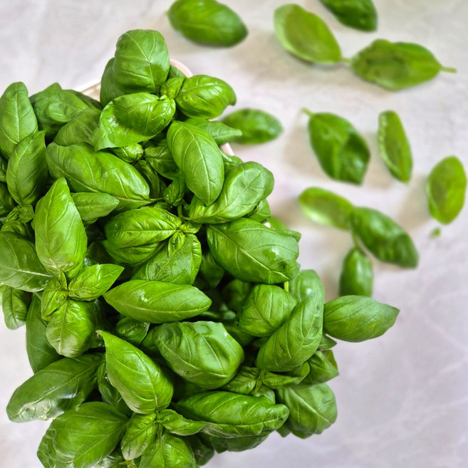 [물맑은 양평] GAP인증 지평 농부 생바질1kg, 1개, 1kg