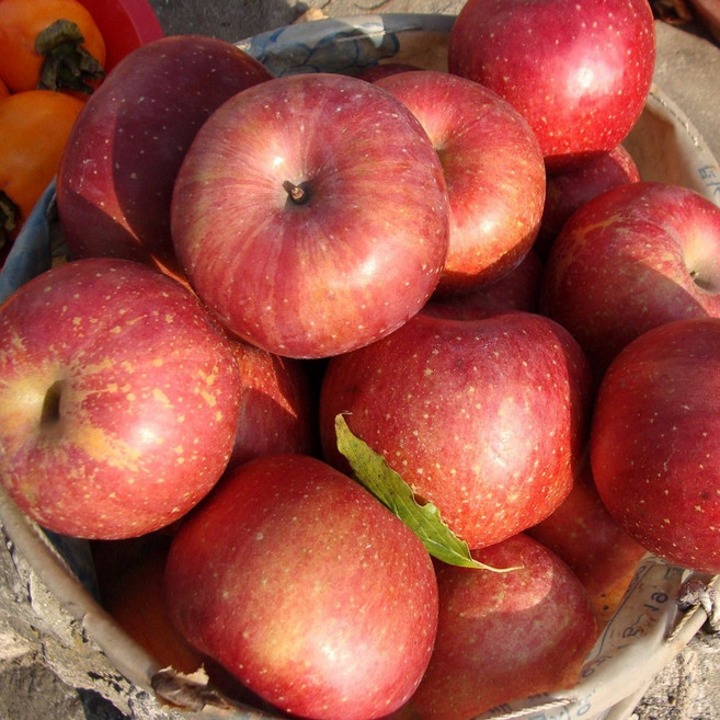 [산지직송] 껍질째 먹는 클래식 햇 부사 꿀 사과 2kg 3kg 5kg, 1개, 부사 5kg 15-18과(대)