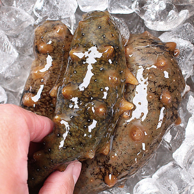 [특가] 바다에서 바로 온 통영 활 해삼, 1개, 300g