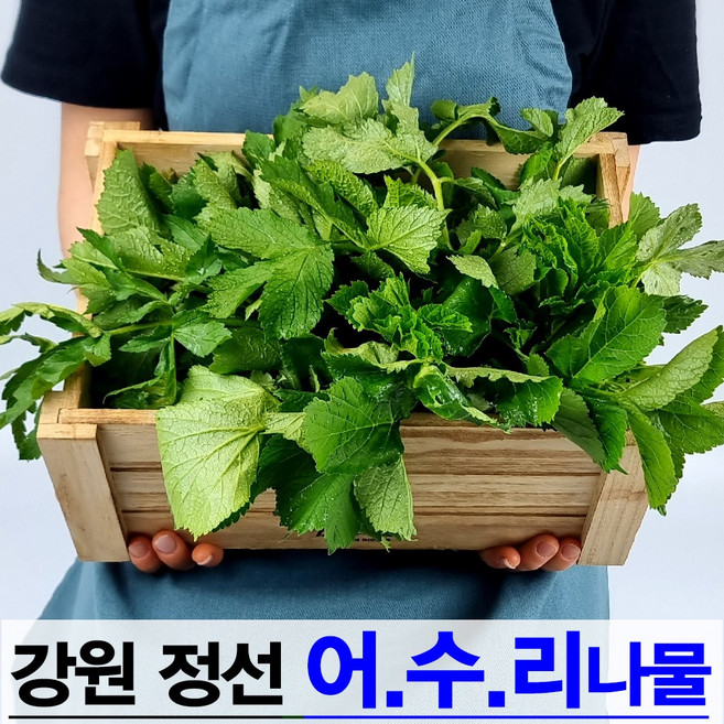 국내산 강원 정선 어수리 나물 산나물 봄나물 어수리나물, 1개, 1kg