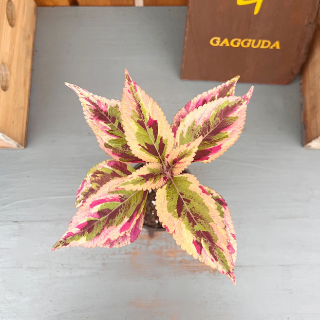 가꾸다 콜레우스 컴뱃, 1개, 무늬