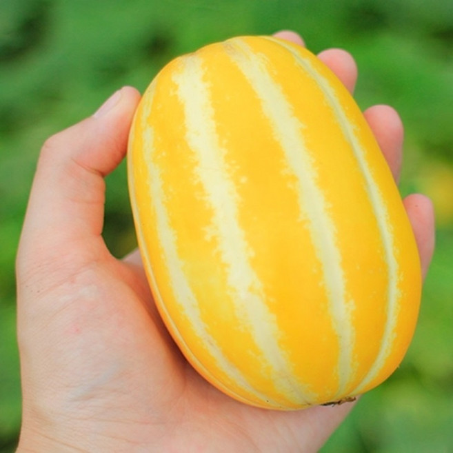 성주 노란 꿀 참외 가정용 5kg 10kg (등급 - 상) 크기 랜덤, 1개, [05]가정용 노란 꿀 참외 5kg / 랜덤