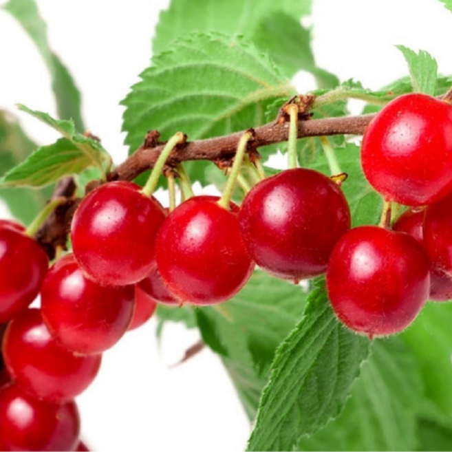 왕앵두나무 결실주분묘, 왕앵두나무 2년생, 1개