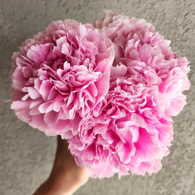 작약 생화 꽃다발 사라작약 피오니 꽃 택배, 4개, 핑크