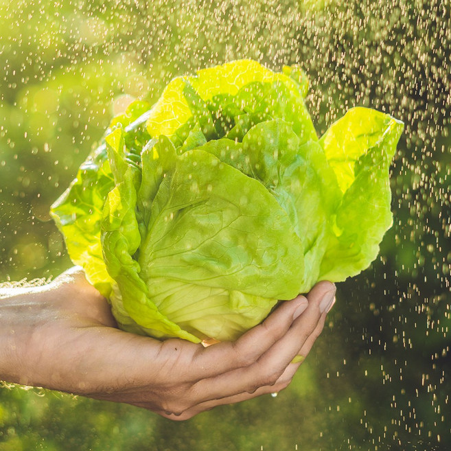 친환경 국내산 유기농 양상추 1kg 3kg, 1박스