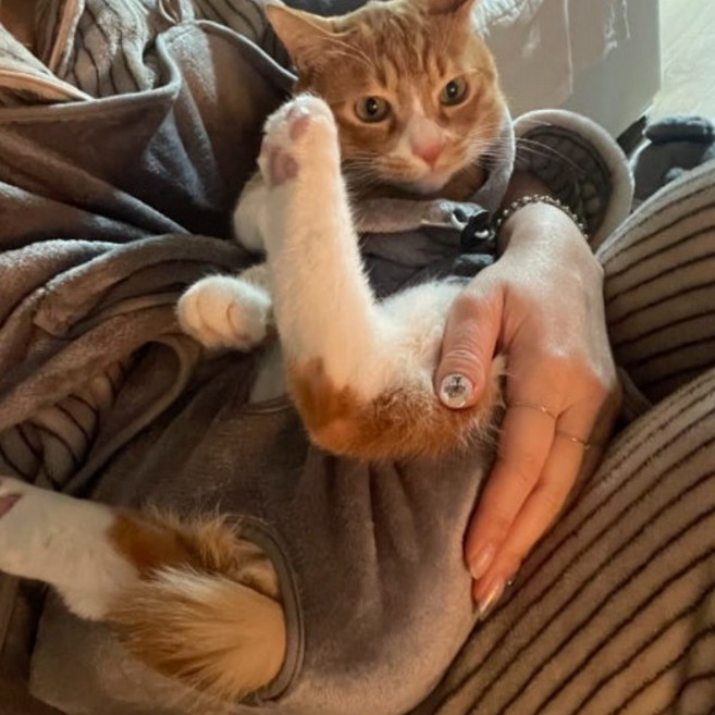 제이제이펫 고양이 캥거루 앞치마 발톱 위생 관리 담요, 1개, 그레이