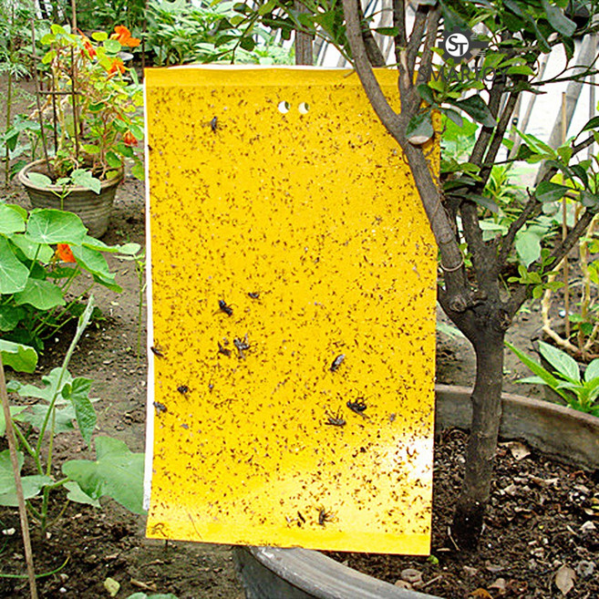 스마토이 에코팜 뿌리파리 끈끈이 가든 트랩, 1세트, 30개입