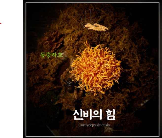 동충하초 (현미 귀뚜라미) 애드바이오팜, 1개, 100g