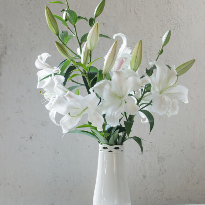 체리플로라 백합꽃 3대 안개꽃 백합 생화 흰색백합 꽃도매 단체꽃주문 꽃정기구독, 시베리아백합3대, 1개