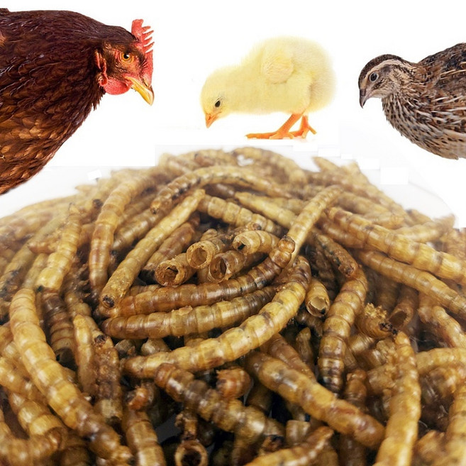 EM 건조밀웜 (국내산) 고단백질 고영양소 영양 보충, 1개, 200g