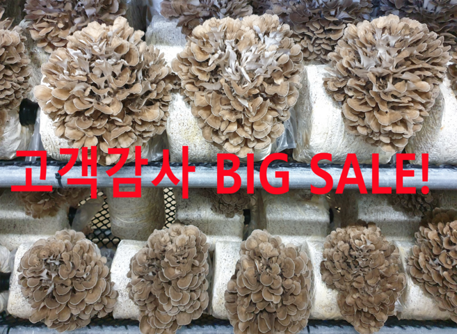 {무농약} 생 잎새버섯 400g 600g 800g 강원도 양양특산물 바로세움버섯, 1개