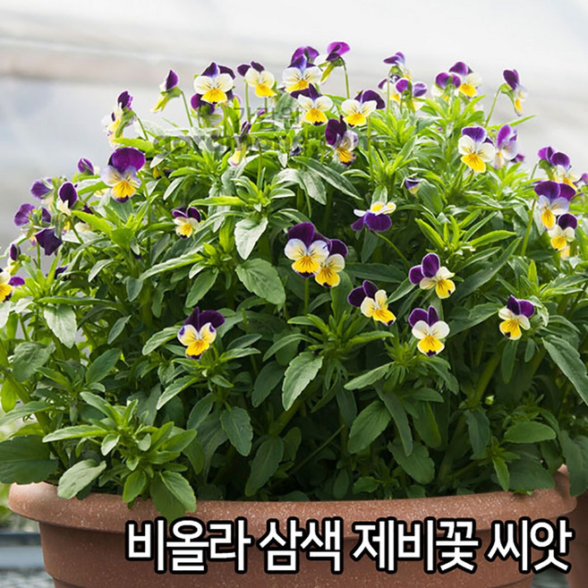 비올라 삼색 제비꽃 씨앗 300알 팬지 꽃씨 종자, 1개