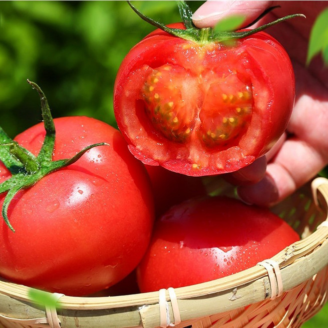 [타임마감세일]주문필수 완벽검수 맛최상급 못난이 완숙토마토, 1박스, 5kg