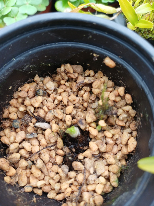 사파이어설란 겹꽃 구근 식물 봄꽃 모종 종류 설란