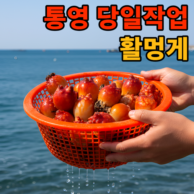 [한정기획특가]재구매1위 국산 통영 활 멍게, 1박스, 3kg