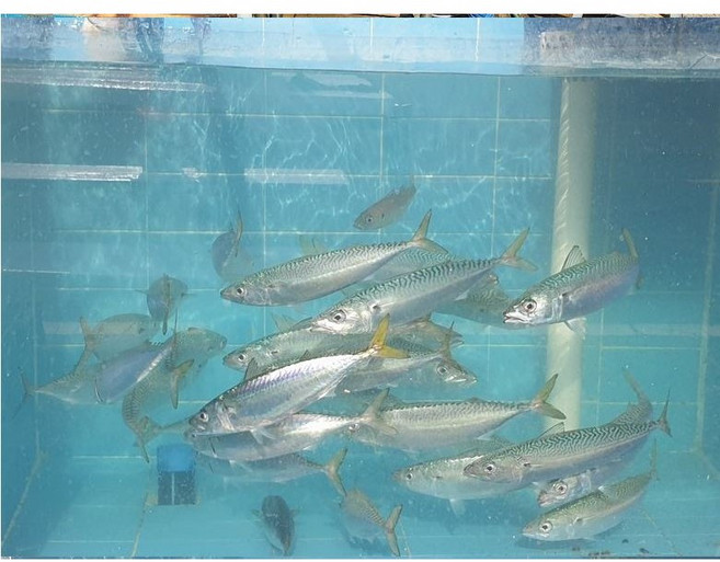 욕지도 1박2일이 추천한식당!! 활고등어구이 활고등어조림, 조림 1마리 (800g), 1개