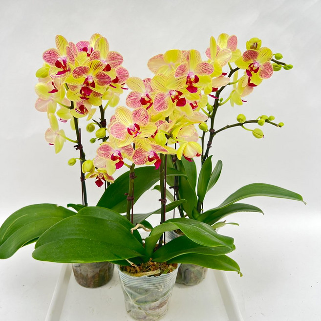 삼색조 호접란 쌍대 3개발송 무배행사 서양란 장기개화 난초 다이노플라워, 1세트