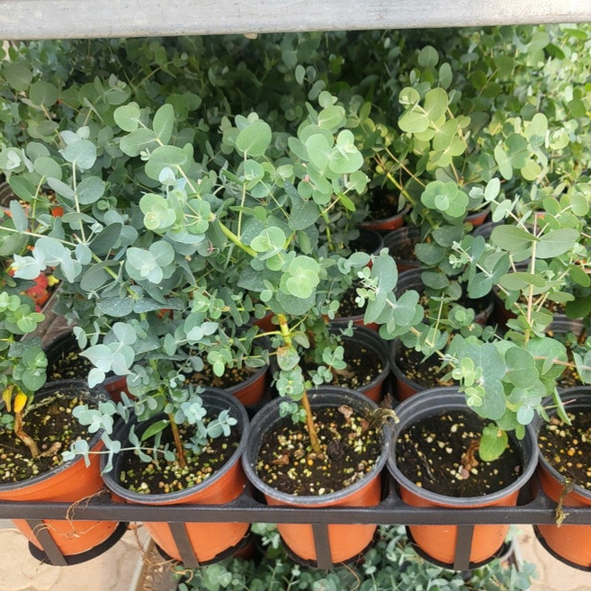 2+1 3개발송 유칼립투스 비염에좋은식물 반려식물 에이피팩토리