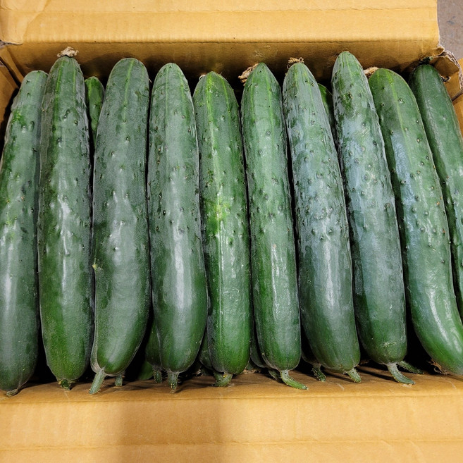 오이 취청오이 10kg 박스 야채맘, 1박스