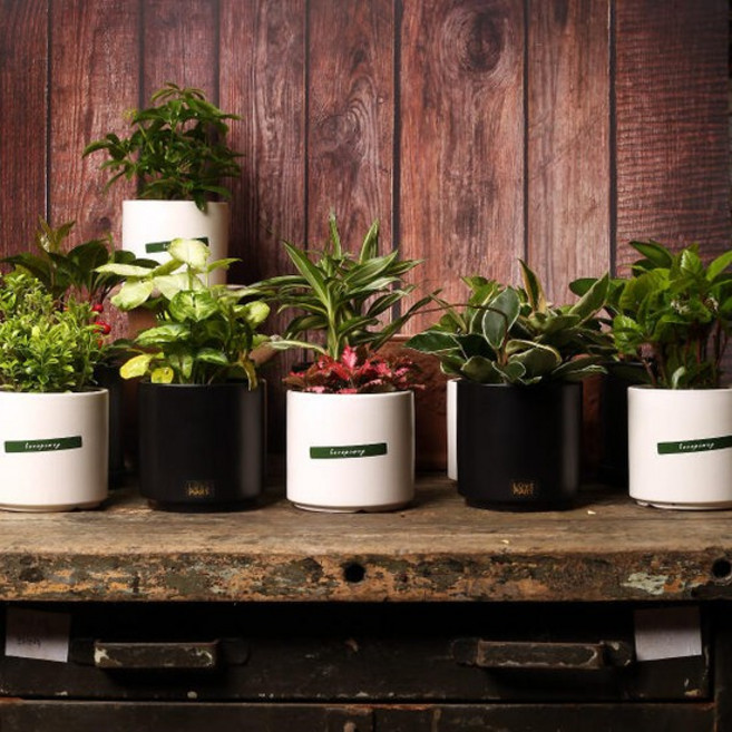 아트박스/러브피어리 실내공기정화식물 인테리어 도자기화분(D) 시리즈, 핑크스타/화이트(D)