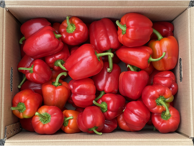 미소진 맛있는 국산 파프리카 빨강, 1박스, 3kg(빨강)