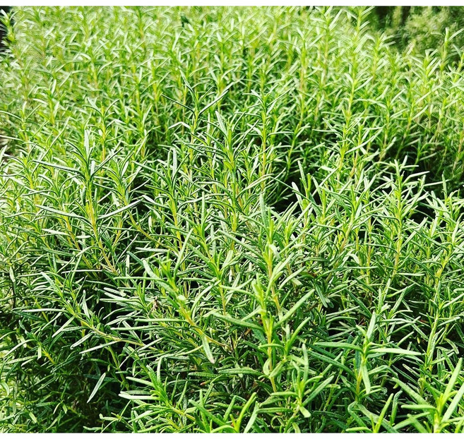 카페용 유기농 로즈마리, 50g, 1개