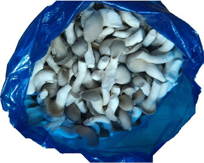 (농장직배송) 느타리버섯, 1박스, 4번상품 : 1kg(하)