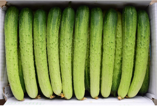 국내산 햇오이 오이지용 백오이, 1개, 백오이20개