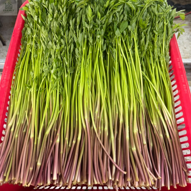 특상품))청도 한채 미나리, 1개, 800g