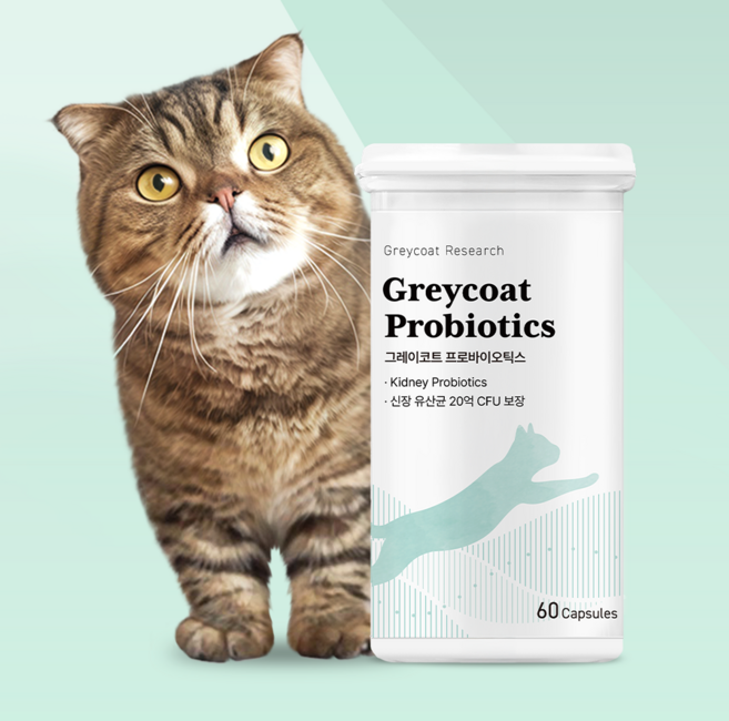 야옹섬 고양이 영양제 신장 유산균 프로바이오틱스 신부전 관리 2개월 60캡슐 1개, 1