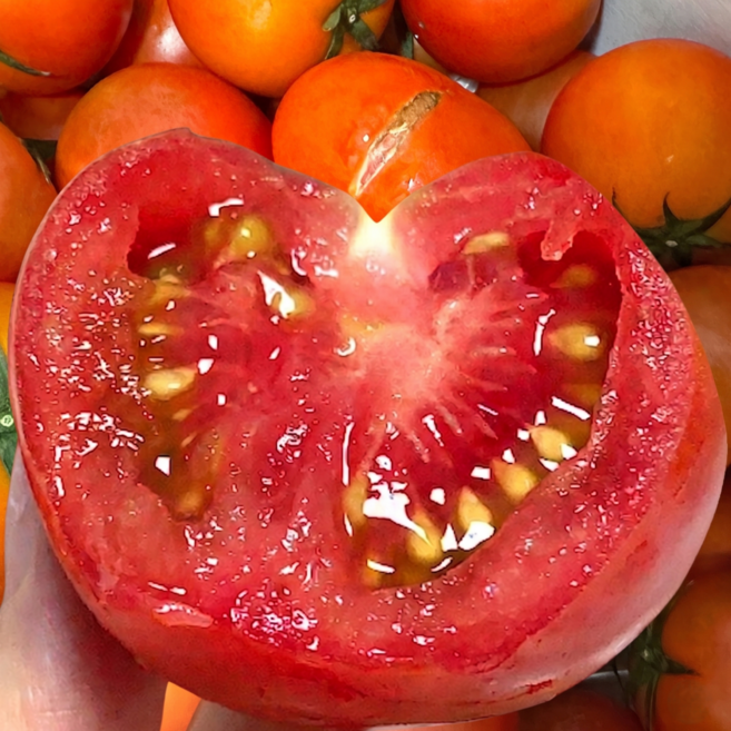 [하루50박스만] 못난이토마토 초특가 주스용 당일수확, 1박스, 3kg