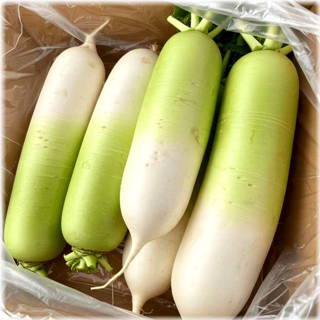 수분가득 국내산 세척 월동무 무게선택, 1개, 무 5kg