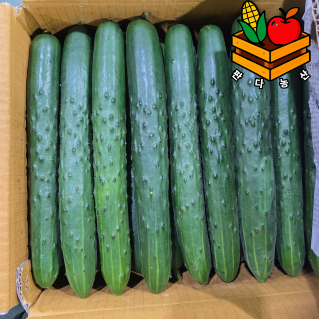 당일경매 아삭하고 싱싱한 국내산 취청오이 청오이 특품, 1박스, 2kg(특품)