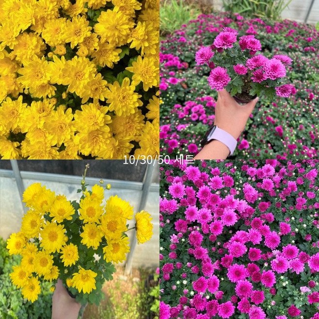 골드씨드 노지월동 국화 모종 12개 세트 월동가능한 국화 다년생식물 야생화 4치포트 금방울 국화월동 다년생 국화, 반반