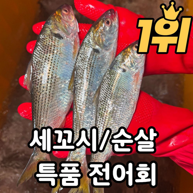 [특품선별] 전어회 필렛 세꼬시 당일바리, 1개, 세꼬시 300g