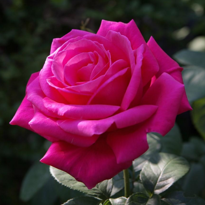 [여왕장미] 마리아 칼라스(Maria Callas) 프랑스 사계 정원 장미 (4리터 화분묘), 1개, 진한 핑크