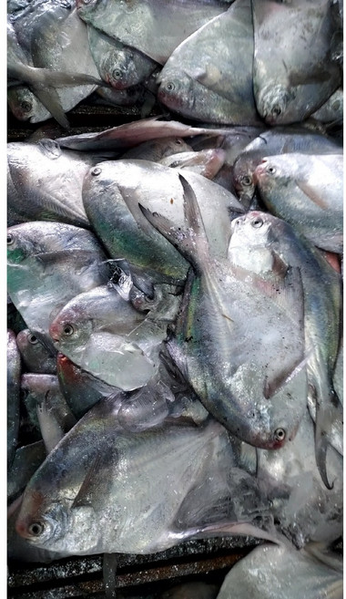 미식회 횟감 생물 병어 2kg(12-18미내외) 국내산 병어, 2개, 1kg 내외 / 6-9미쯤