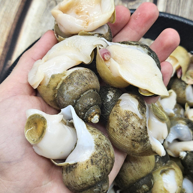 생물 흑골뱅이 생골뱅이 골뱅이 흑고동, 1개, 흑골뱅이 2kg (140미 내외)