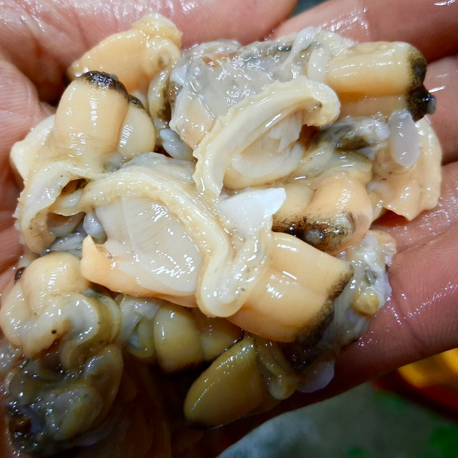 국산 바지락살 조개살 생물 해감, 1개, 2kg