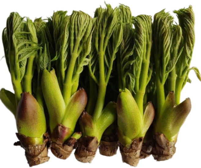 자연산 참두릅 햇 산두릅 국내산, 1개, 1kg