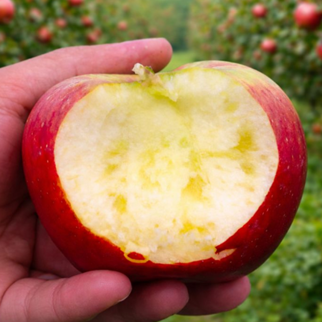 [마지막특가] 딱5일만 꿀당도 부사 꿀사과, 1박스, 5kg