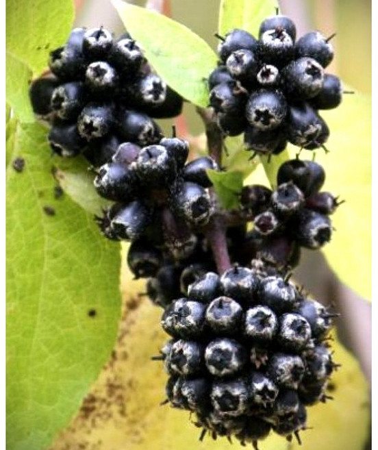 향수묘목농원 토종오가피나무 2년생 뿌리묘, 1개, 갈색